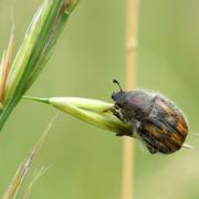 Anisoplia villosa (Goeze, 1777)