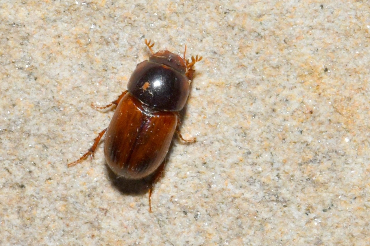 Bodilopsis rufa (Moll, 1782)