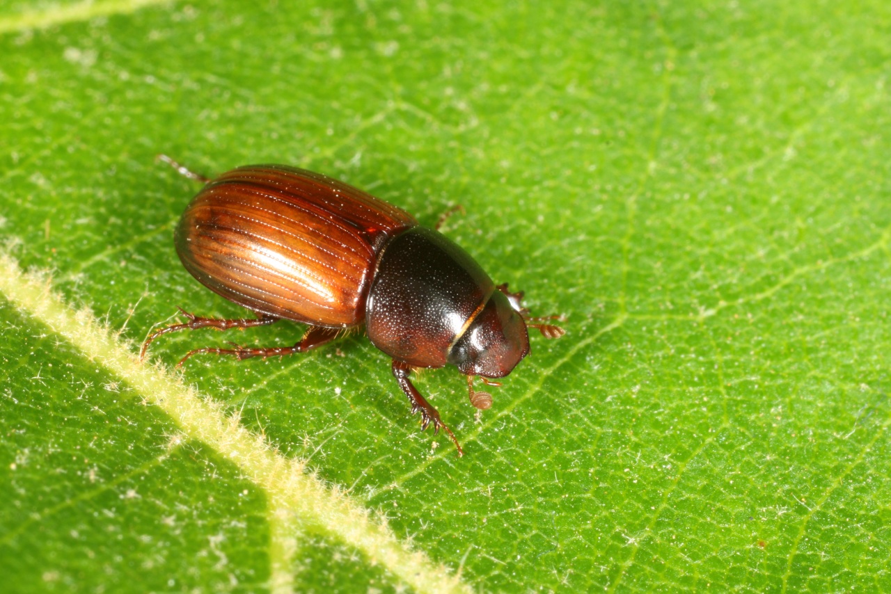 Bodilopsis rufa (Moll, 1782)