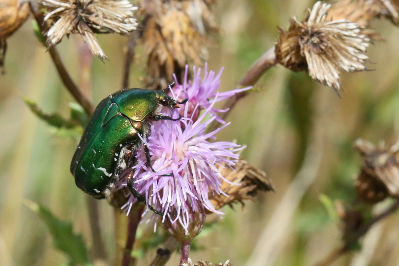 Cetonia aurata (Linnaeus, 1758) - Cétoine dorée, Hanneton des Roses