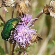 Cetonia aurata (Linnaeus, 1758) - Cétoine dorée, Hanneton des Roses