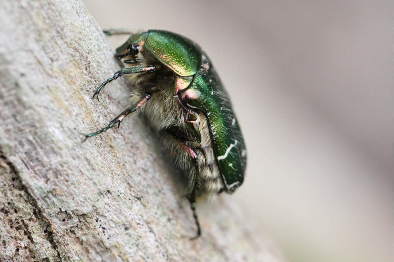 Cetonia aurata (Linnaeus, 1758) - Cétoine dorée, Hanneton des Roses