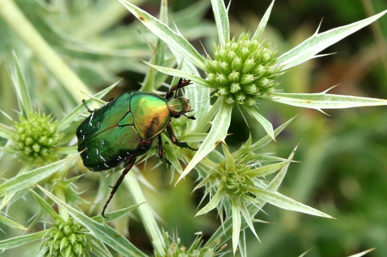 Cetonia aurata (Linnaeus, 1758) - Cétoine dorée, Hanneton des Roses