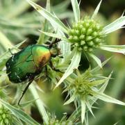 Cetonia aurata (Linnaeus, 1758) - Cétoine dorée, Hanneton des Roses