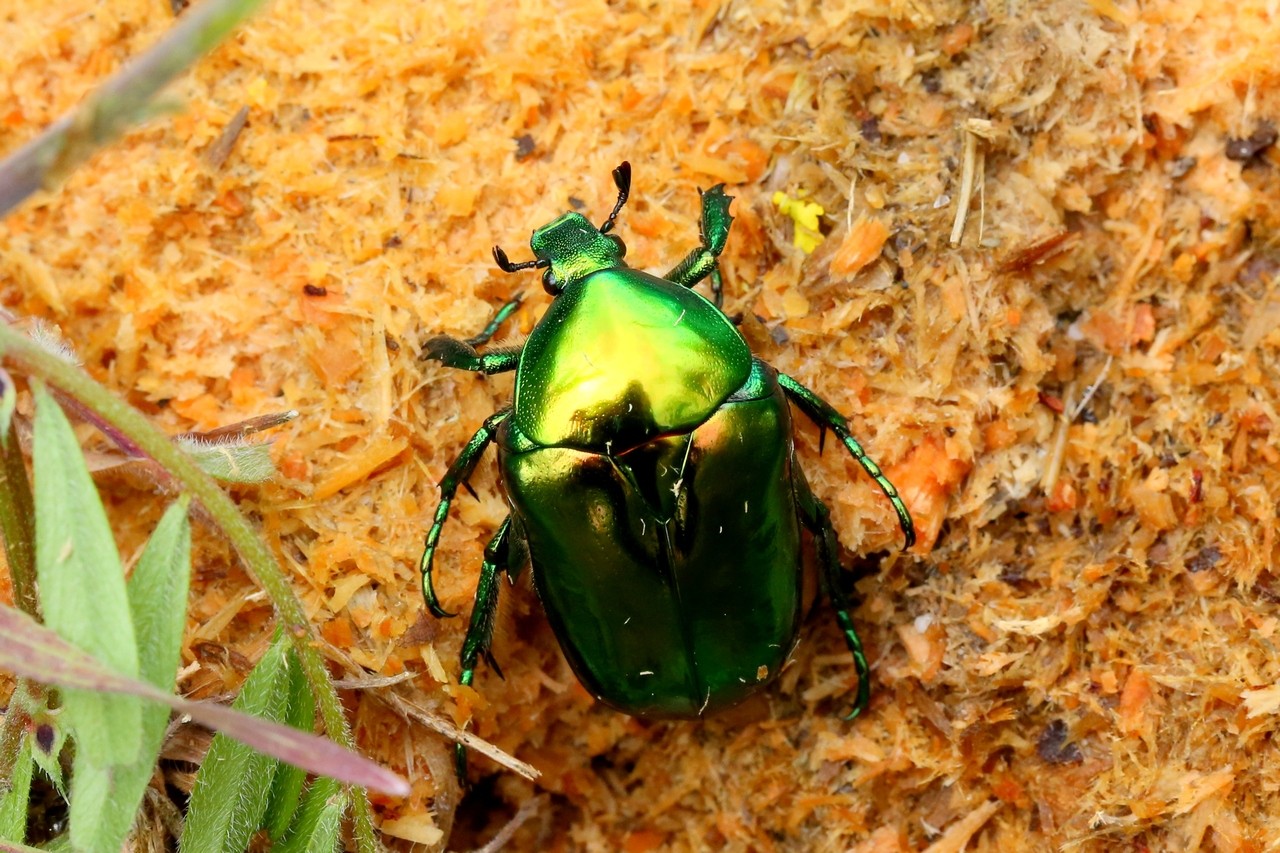 Cetonischema speciosissima (Scopoli, 1786) - Grande Cétoine verte - Cétoine précieuse