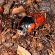 Coprimorphus scrutator (Herbst, 1789) - Aphodie noire (mâle)