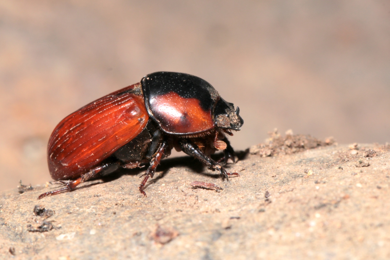 Coprimorphus scrutator (Herbst, 1789) - Aphodie noire (mâle)