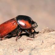 Coprimorphus scrutator (Herbst, 1789) - Aphodie noire (mâle)