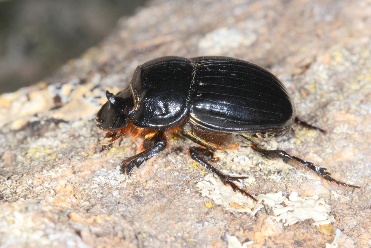 Copris lunaris (Linnaeus, 1758) - Copris lunaire (femelle)