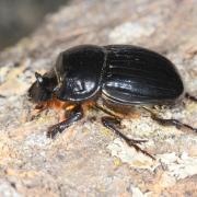 Copris lunaris (Linnaeus, 1758) - Copris lunaire (femelle)