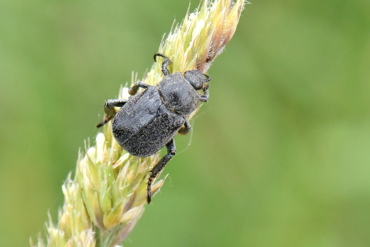 Hoplia sp 