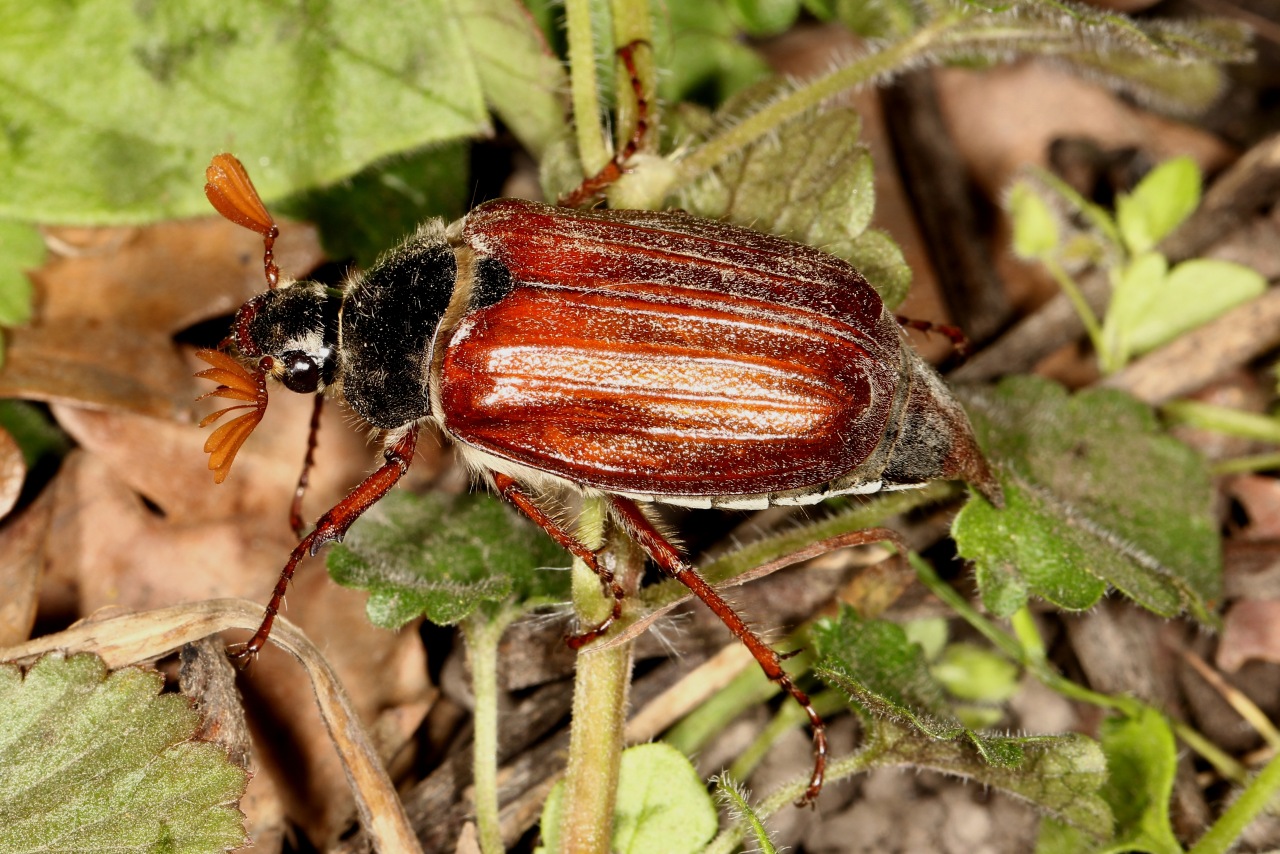 Melolontha melolontha (Linnaeus, 1758) - Hanneton commun (mâle)