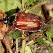 Melolontha melolontha (Linnaeus, 1758) - Hanneton commun (mâle)