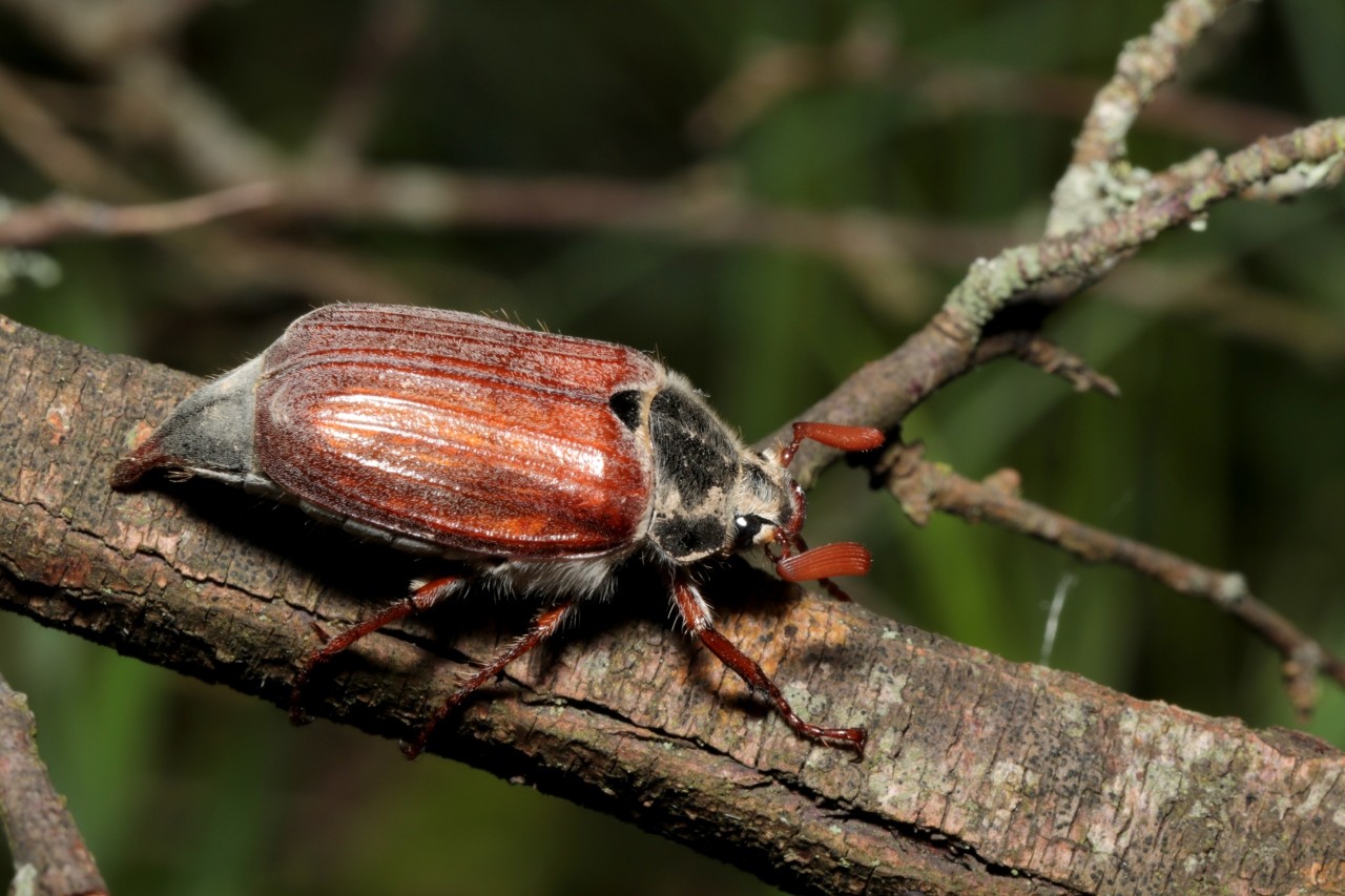 Melolontha melolontha (Linnaeus, 1758) - Hanneton commun