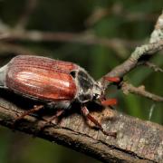 Melolontha melolontha (Linnaeus, 1758) - Hanneton commun