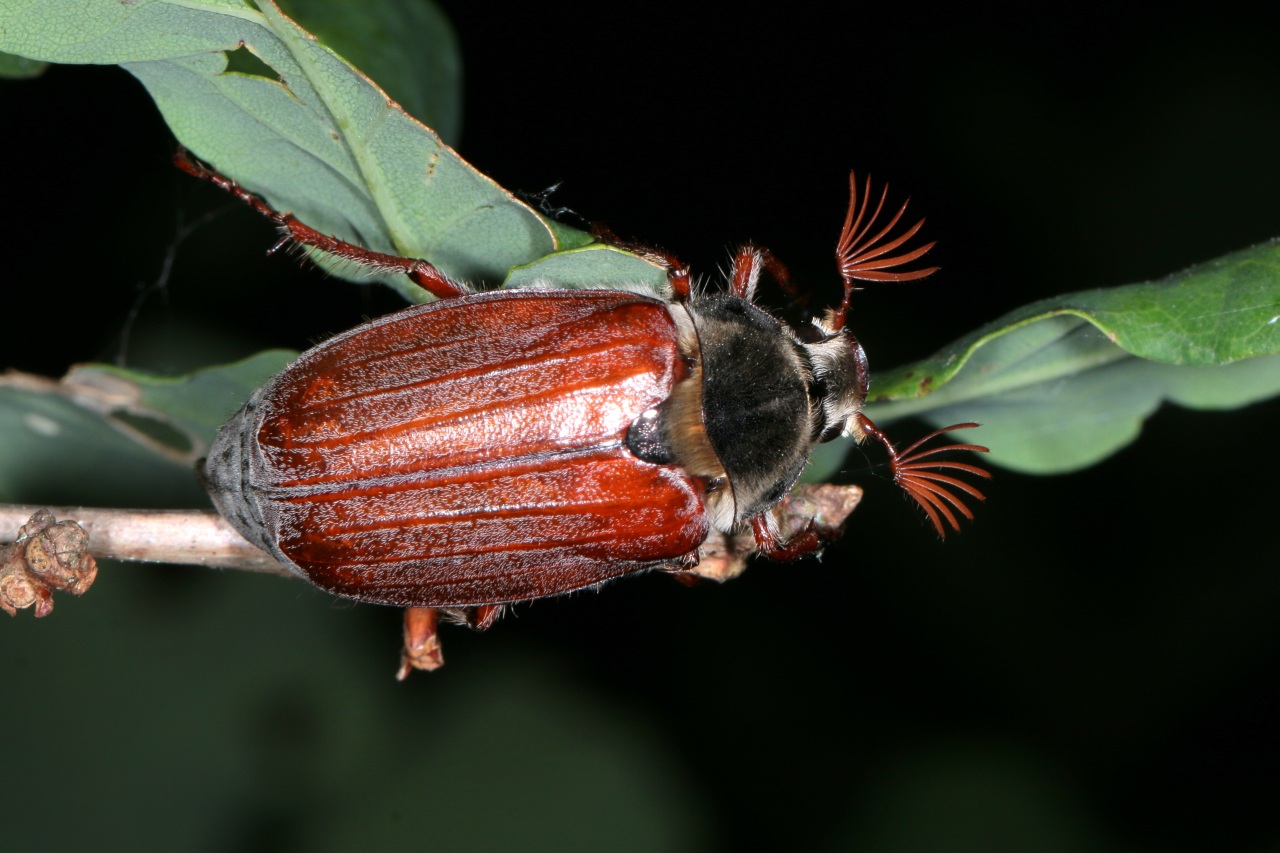 Melolontha melolontha (Linnaeus, 1758) - Hanneton commun (mâle)