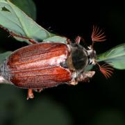 Melolontha melolontha (Linnaeus, 1758) - Hanneton commun (mâle)