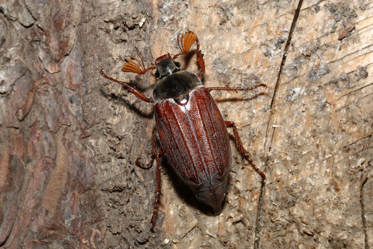 Melolontha melolontha (Linnaeus, 1758) - Hanneton commun (femelle)