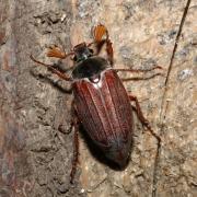 Melolontha melolontha (Linnaeus, 1758) - Hanneton commun (femelle)