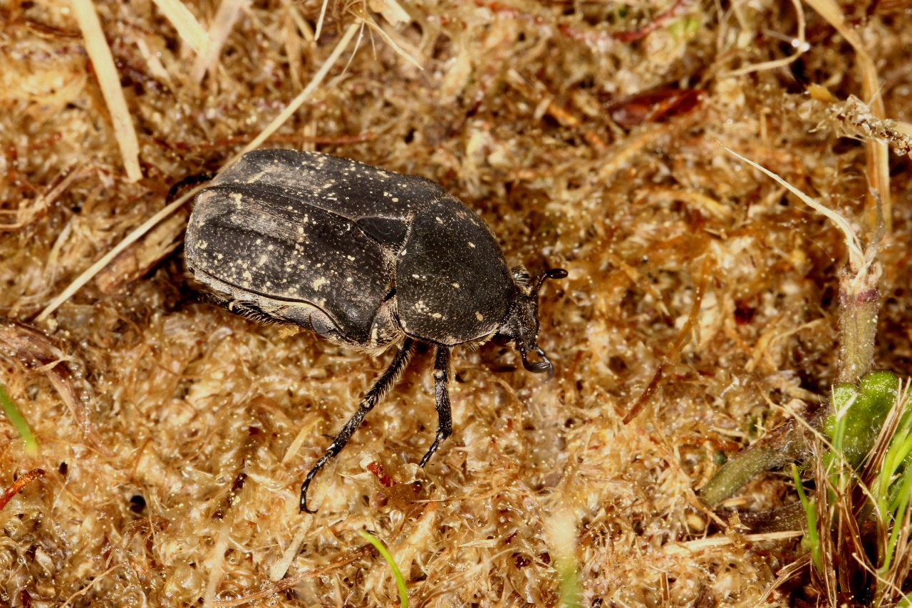 Netocia morio (Fabricius, 1781) var. 8 punctata - Cétoine noire