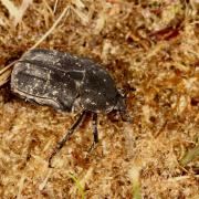 Netocia morio (Fabricius, 1781) var. 8 punctata - Cétoine noire