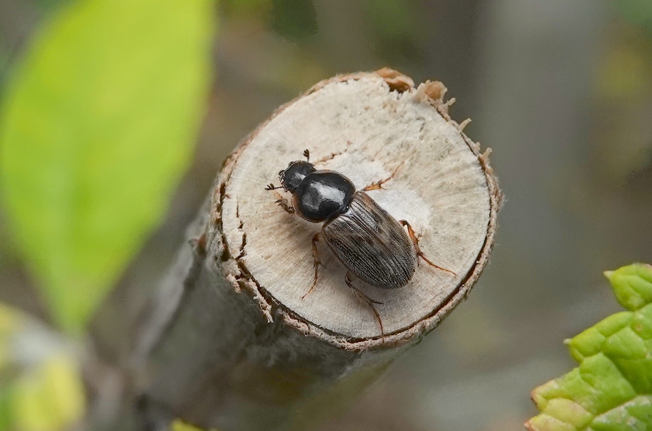 Nimbus contaminatus (Herbst, 1783)