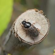 Nimbus contaminatus (Herbst, 1783)