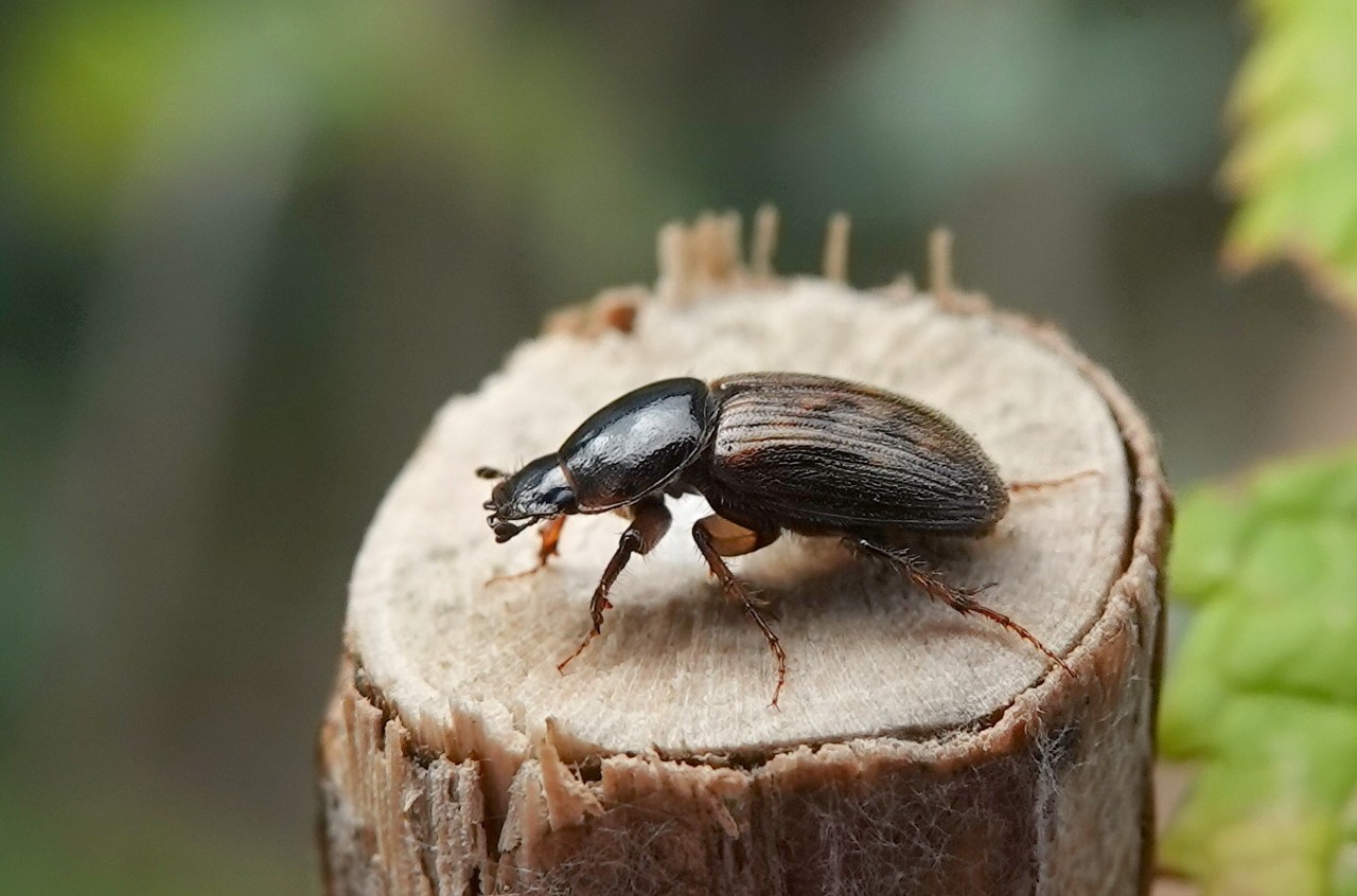 Nimbus contaminatus (Herbst, 1783) 