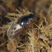 Nimbus contaminatus (Herbst, 1783)  