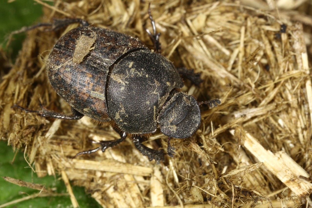 Onthophagus fracticornis (Preyssler, 1790)