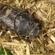 Onthophagus fracticornis (Preyssler, 1790)