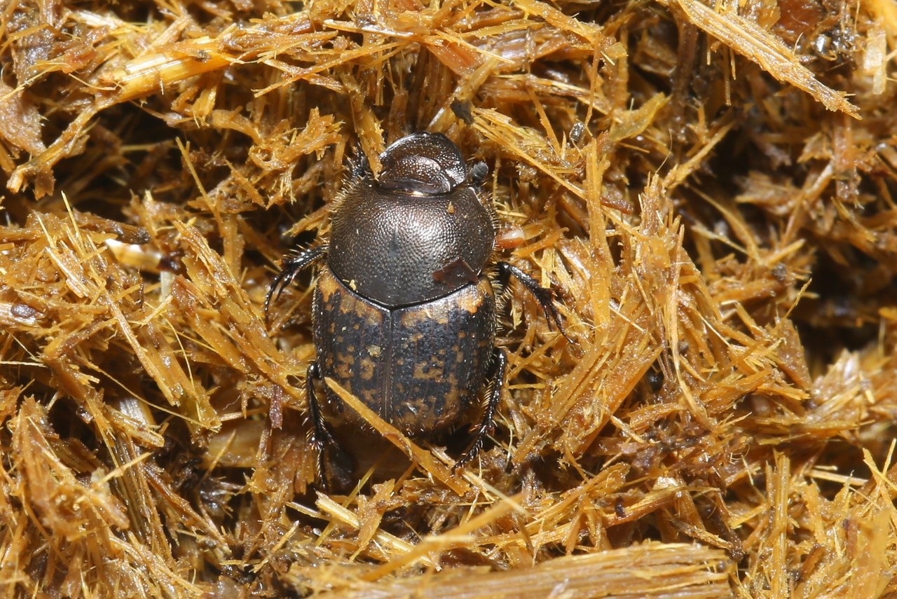 Onthophagus fracticornis (Preyssler, 1790) 