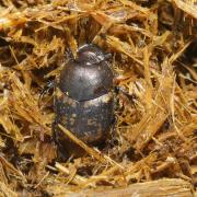 Onthophagus fracticornis (Preyssler, 1790) 