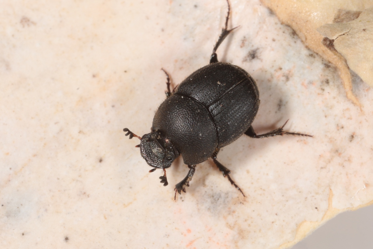 Onthophagus joannae Goljan, 1953