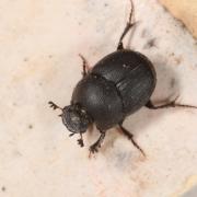 Onthophagus joannae Goljan, 1953