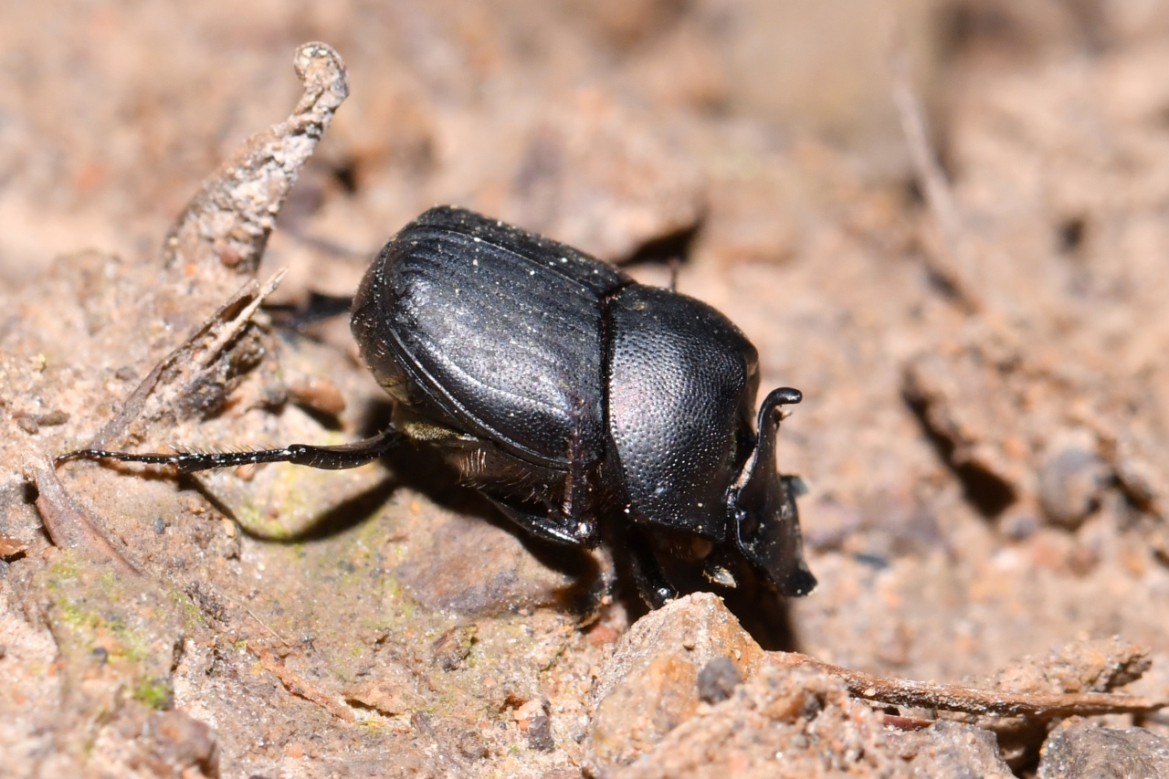 Onthophagus verticicornis (Laicharting, 1781) (mâle)