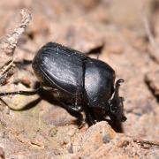 Onthophagus verticicornis (Laicharting, 1781) (mâle)