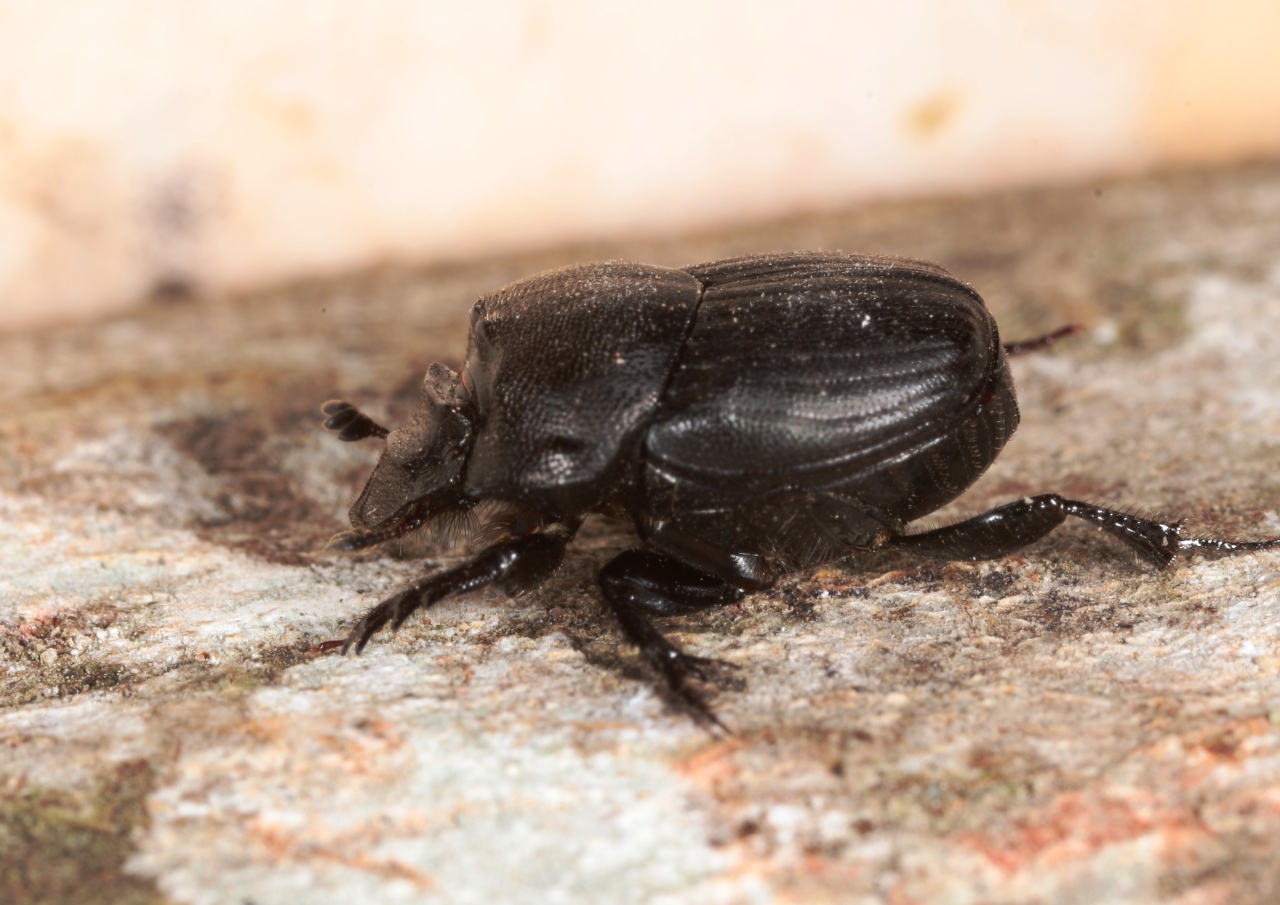 Onthophagus verticicornis (Laicharting, 1781) (femelle)