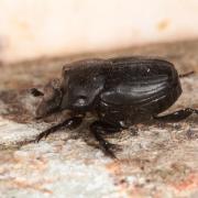 Onthophagus verticicornis (Laicharting, 1781) (femelle)