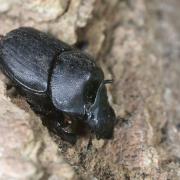 Onthophagus verticicornis (Laicharting, 1781) (mâle)