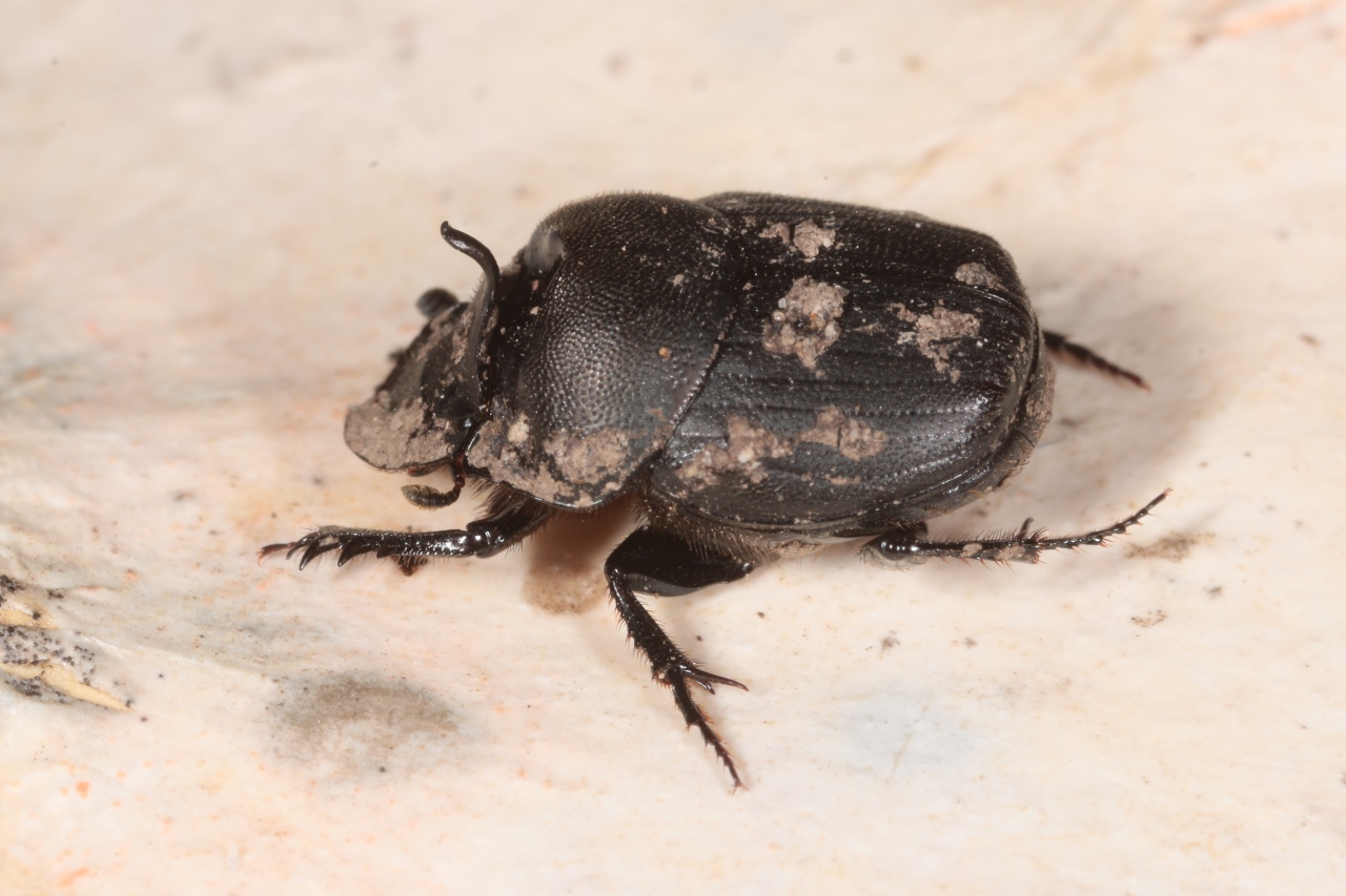 Onthophagus verticicornis (Laicharting, 1781) (mâle)