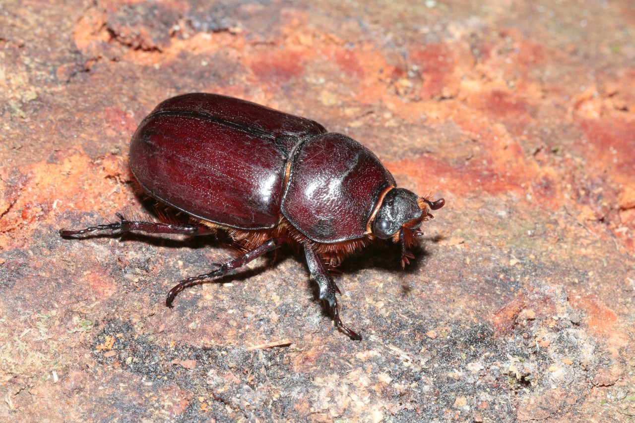 Oryctes nasicornis (Linnaeus, 1758) - Rhinocéros (femelle)