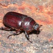 Oryctes nasicornis (Linnaeus, 1758) - Rhinocéros (femelle)