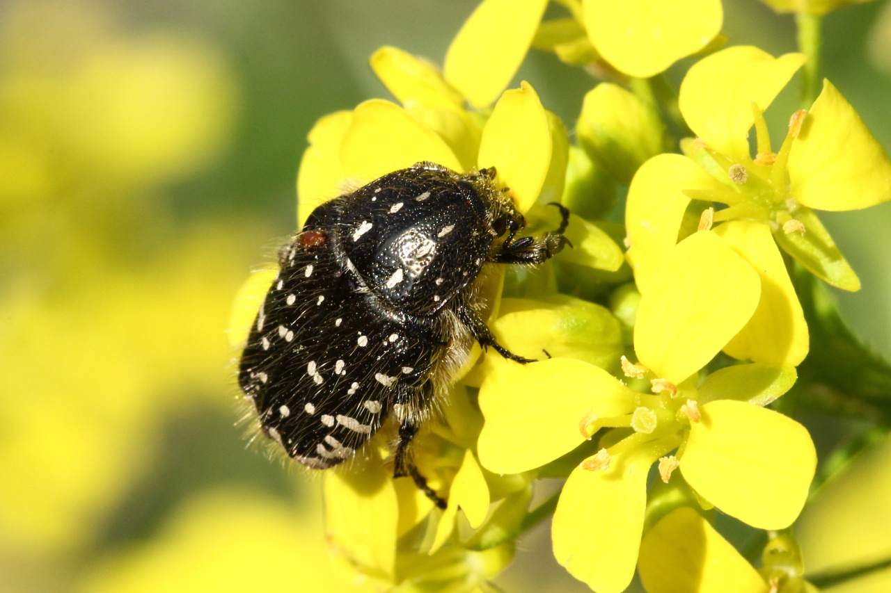 Oxythyrea funesta (Poda, 1761) - Drap mortuaire