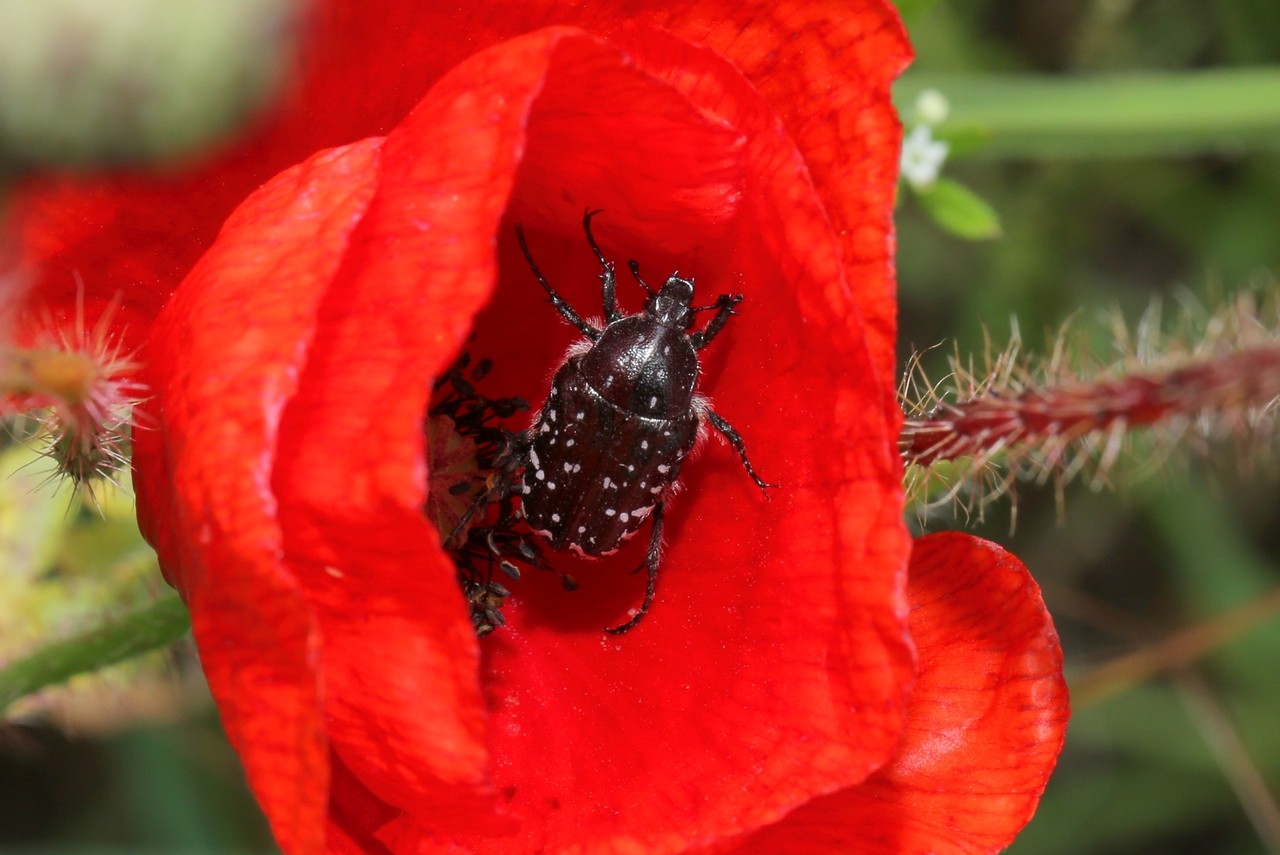 Oxythyrea funesta (Poda, 1761) - Drap mortuaire