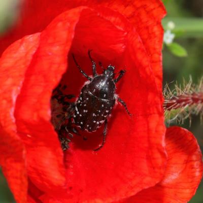 Oxythyrea funesta (Poda, 1761) - Drap mortuaire
