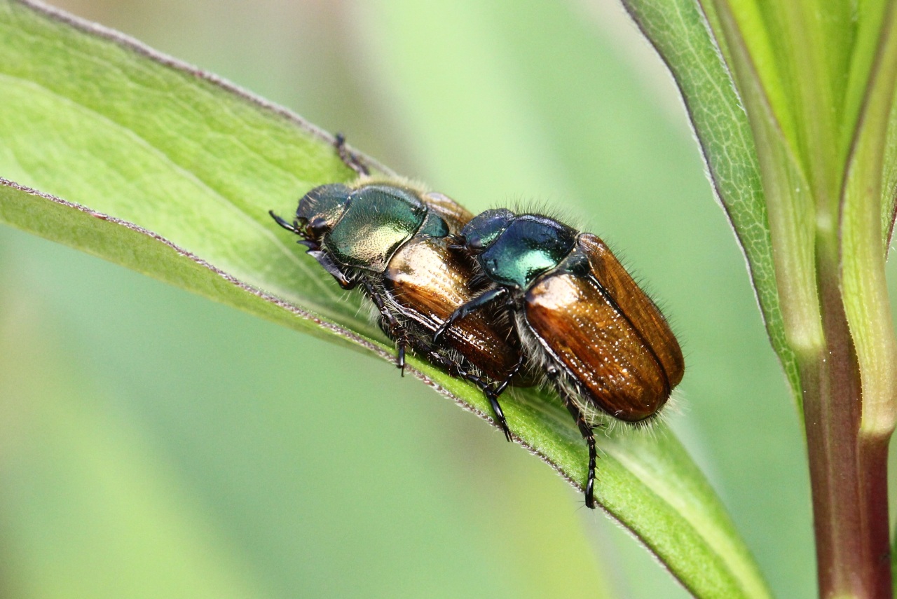 Phylloperta horticola (Linnaeus, 1758) - Hanneton des jardins