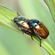 Phylloperta horticola (Linnaeus, 1758) - Hanneton des jardins