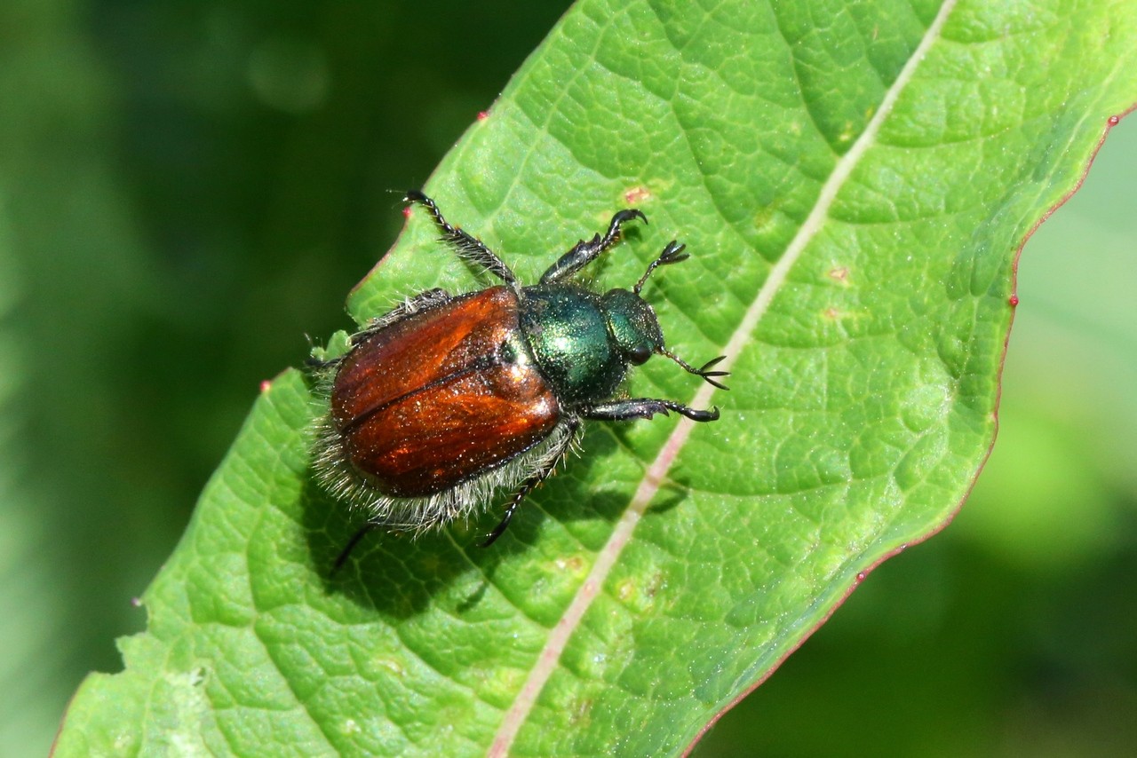 Phylloperta horticola (Linnaeus, 1758) - Hanneton des jardins