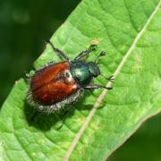 Phylloperta horticola (Linnaeus, 1758) - Hanneton des jardins